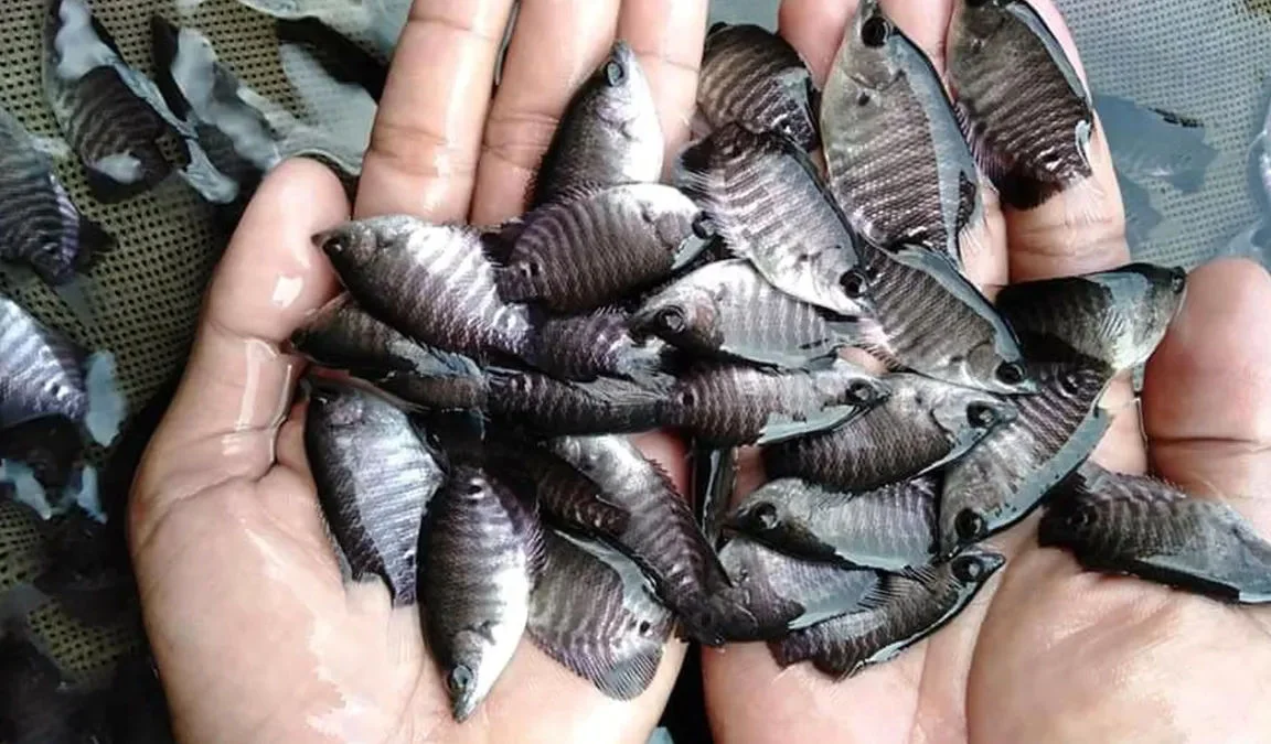 Alasan Pemerintah Thailand Berantas Ikan Nila Hitam yang Kian Invasif